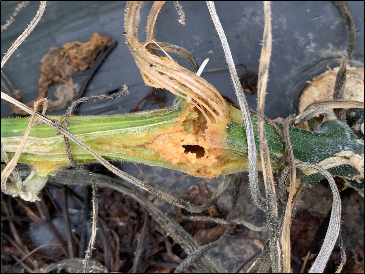 Feeding damage by squash vine borer larvae. Frass from larval feeding can be seen here around an exit hole present on a pumpkin runner. Photo by Aaron Cato.