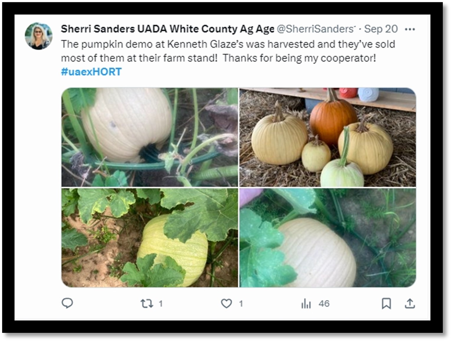 Figure 6. Sherri Sanders posted an update to X, formerly Twitter, on Sept. 20th which highlighted the harvest of the pumpkin demonstration. You can see the three different varieties in the top right corner. She used the hashtag, #uaexHORT and impacted 46 different users with her post.