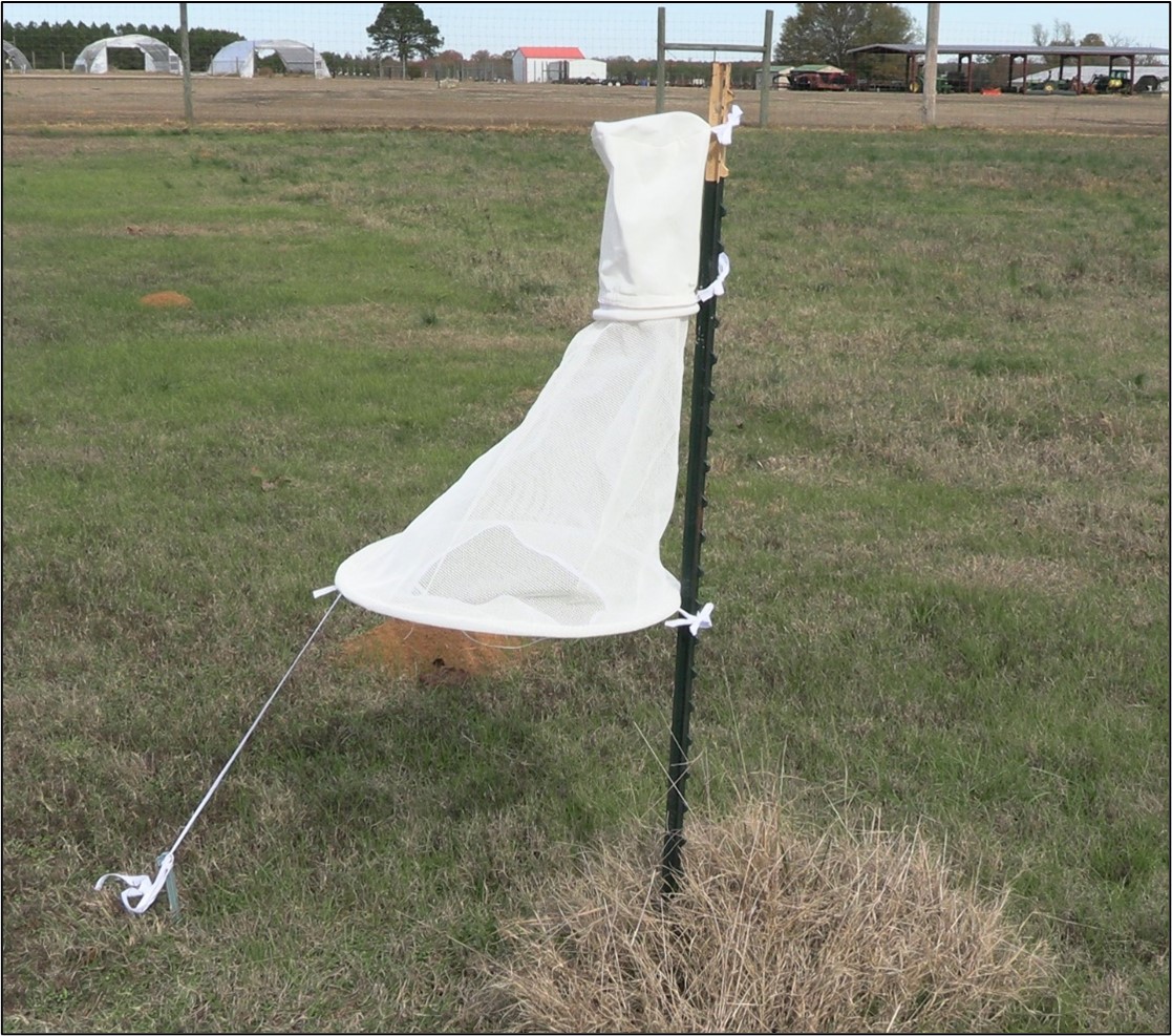 Pheromone trap set up for squash vine borer using a Heliothis trap. Photo by Ryan Keiffer.
