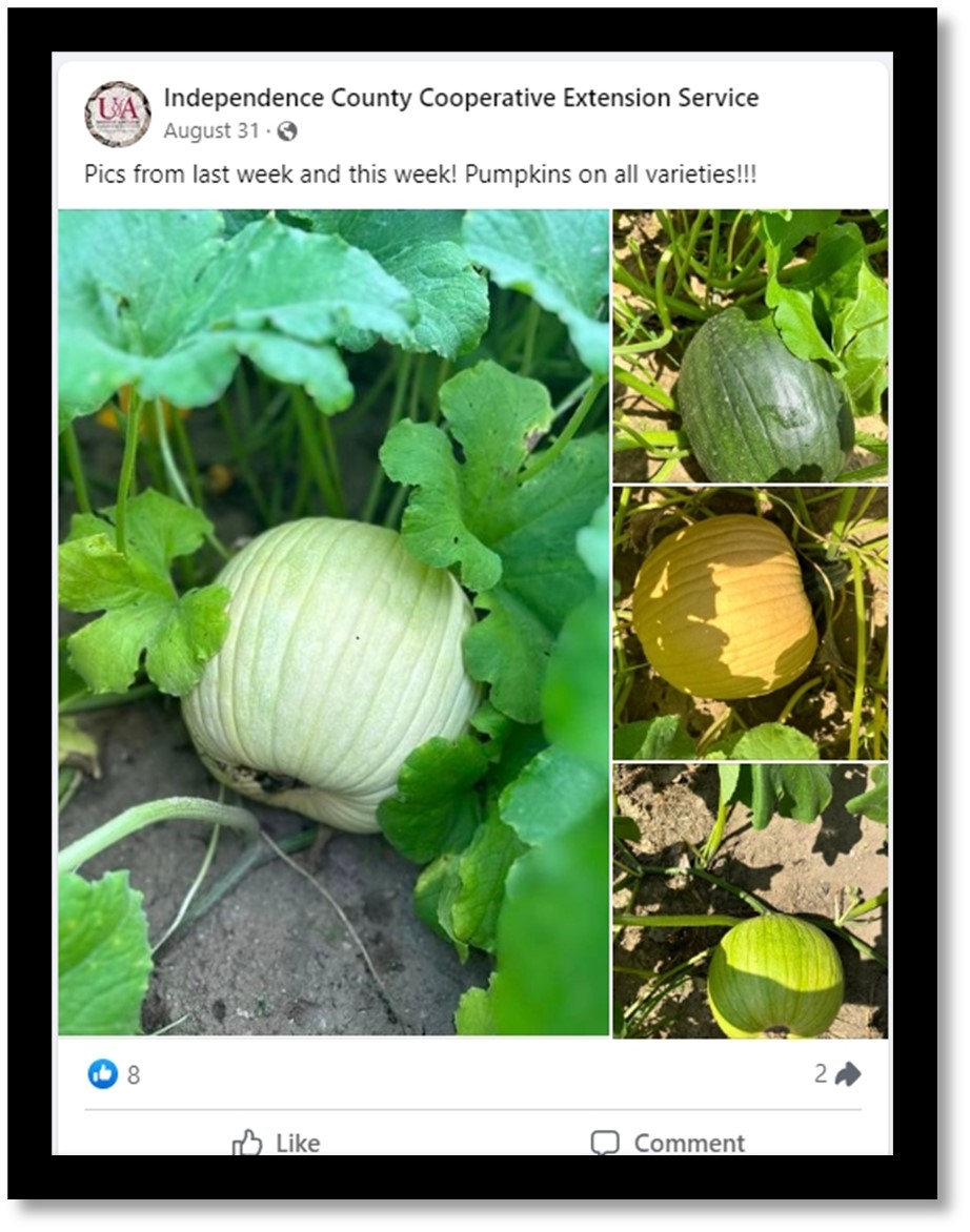 Figure 7. A Facebook post by Michelle Mobley, Ag Agent from Independence County¸ showed a good crop of pumpkins on all three varieties in the demonstration. 