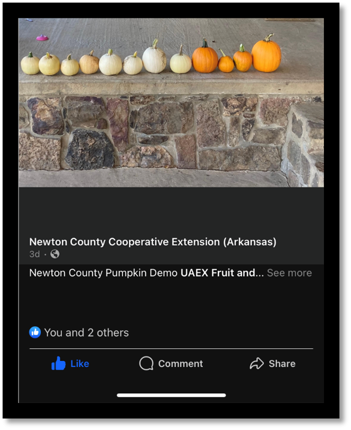 Figure 8. Adam Willis, Ag Agent for Newton County, shared the results from his pumpkin demonstration on Facebook. The three pumpkin varieties are sorted by variety and sitting on a rock wall. Left to right are Spicy Mocha, Moonshine, and Justify.
