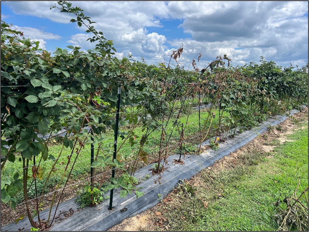 Picture 1. Blackberry plants of the culivar ‘Galaxy’ with Fusarium wilt.