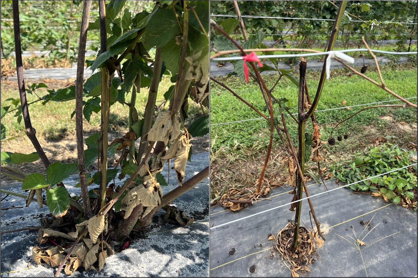 Picture 2. Fusarium wilt pictured on blackberry plants in Arkansas. Necrotic lesions and discoloration can be seen predominantly on one side of canes. Spore masses can also be seen as tan/pink areas on necrotic areas in each plant pictured here.