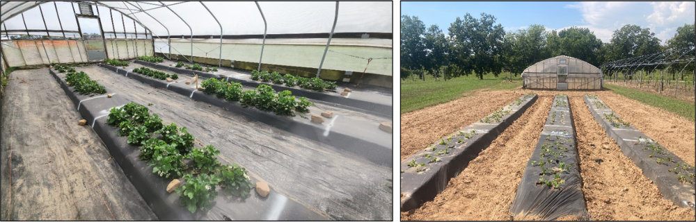 Trial in field and in high tunnel