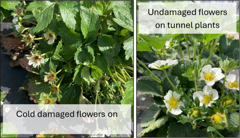 Compared cold damaged flowers to healthy flowers