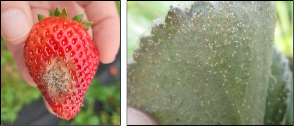 Spider mite damage
