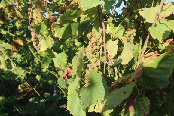 Vignoles grapes hanging on a grapevine