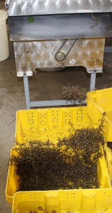 Back view of a commercial grape crusher/destemmer with a yellow lug full of destemmed grape clusters
