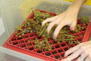Green grapes being crushed/desteemed by hand over a plastic milk crate