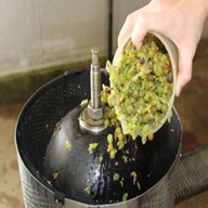 Crushed/destemmed green grapes being deposited into a commercial vertical grape bladder press