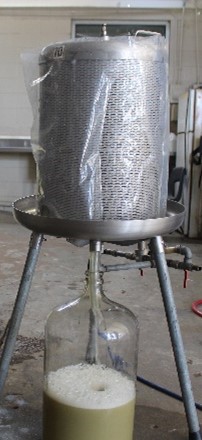 Green grapes being pressed with a glass jug catching the juice underneath