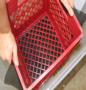 Black grapes being pressed with a plastic milk crate