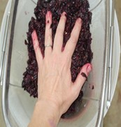 Grapes being pushed by hand through a strainer