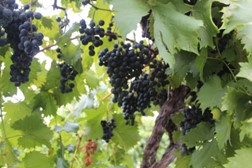 Chambourcin grapes hanging on a vine