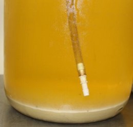 Closeup of sediment at the bottom of a carboy of wine