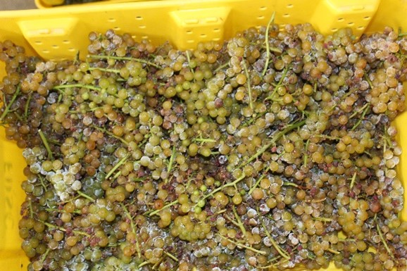 Harvested Vignoles in a yellow lug