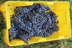 Harvest Chambourcin grapes in a yellow lug