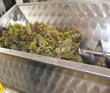 Clusters of grapes being inserted into a commercial grape crusher/destemmer