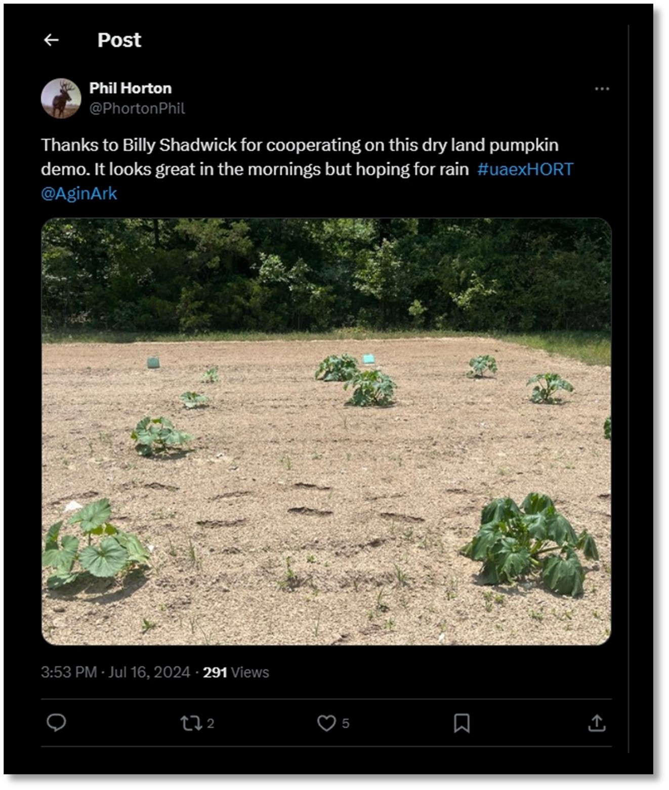 Figure 6. Phil Horton posted an update to X, formerly Twitter, thanking his cooperating grower with the pumpkin demonstration. He mentioned how the plants look good in the morning but were looking for some rain by the afternoon! He used the hashtag, #uaexHORT and impacted 291 different views.