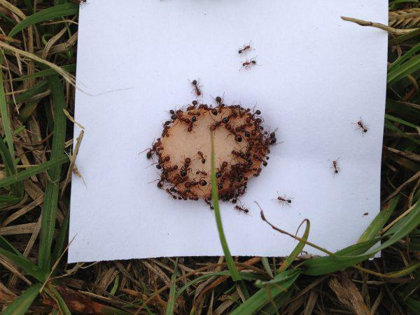 Round slice of a hot dog with fire ants feeding on the edges.  The hot dog slice is on top of a napkin which is in a grassy area.