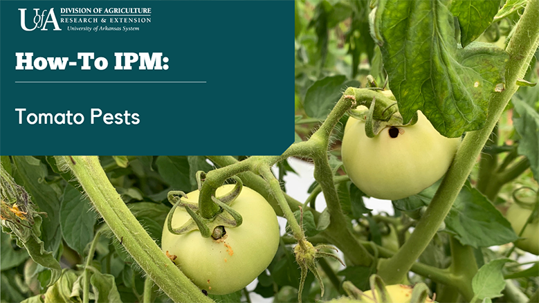 How-To IPM: Tomato Pests
