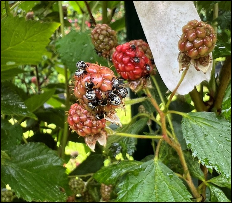 Immature green stink bugs (Chinavia hilaris) feeding on unripe blackberry