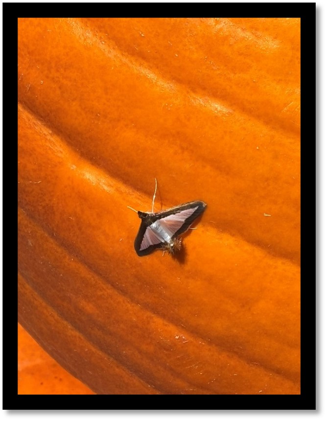 Figure 4. Adult Melonworm moth, Diaphania hyalinata, on a Cucurbita pepo pumpkin from research trials near Kibler, Arkansas (Top). Numerous melonworm larvae feeding on a pumpkin vine in Hope, Arkansas (Bottom). Photos by Ryan Keiffer. 