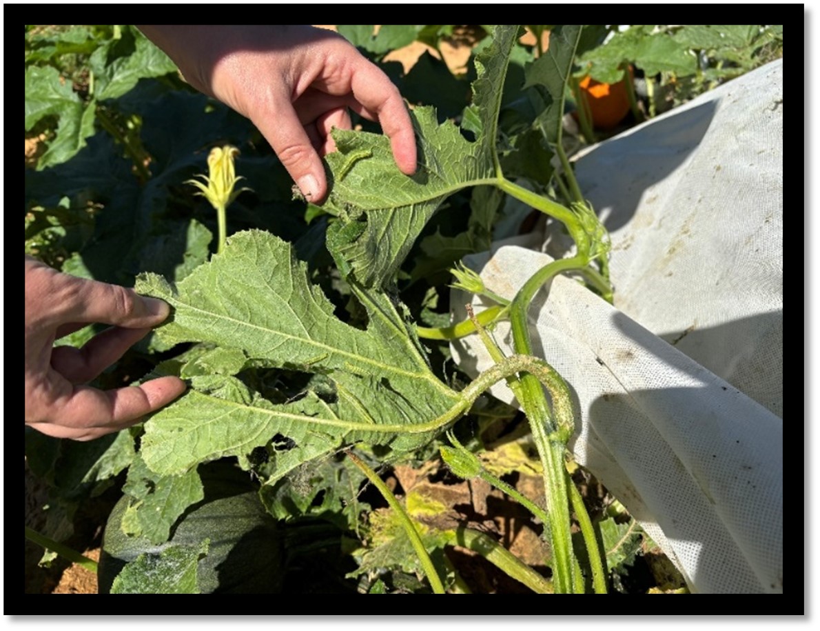 Figure 4. Adult Melonworm moth, Diaphania hyalinata, on a Cucurbita pepo pumpkin from research trials near Kibler, Arkansas (Top). Numerous melonworm larvae feeding on a pumpkin vine in Hope, Arkansas (Bottom). Photos by Ryan Keiffer. 