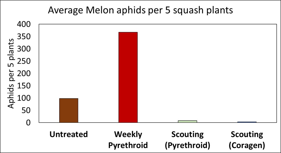 Figure 2 – Average melon aphids present on squash plants in Hope, AR in 2022. Plants were either untreated, sprayed weekly with a pyrethroid (Warrior II), or received an insecticide based on pests that were present (scouting pyrethroid and coragen). Scouting based plots received only 1 insecticide application and minimal aphids were observed. Plots receiving weekly pyrethroids had excessive aphid numbers and a large amount of plant stunting.