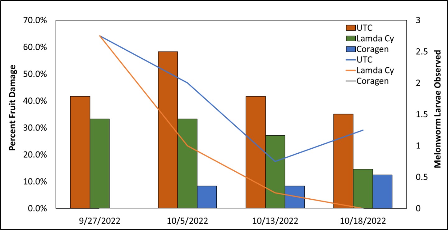 Figure 1 – Melonworm efficacy trial from 2022 in Alma, AR on pumpkins. An application of Lambda cyhalothrin (IRAC 3A – pyrethroid) or Coragen (IRAC 28 – diamide) was made on 9/19 when melonworm moths and larvae were first observed and were compared to an untreated control (UTC). The left y-axis corresponds to the bars and indicates the percent fruit damage that was observed, while the right y-axis corresponds to the lines and indicates the number of melonworm larvae observed in plots with 3 plants. 