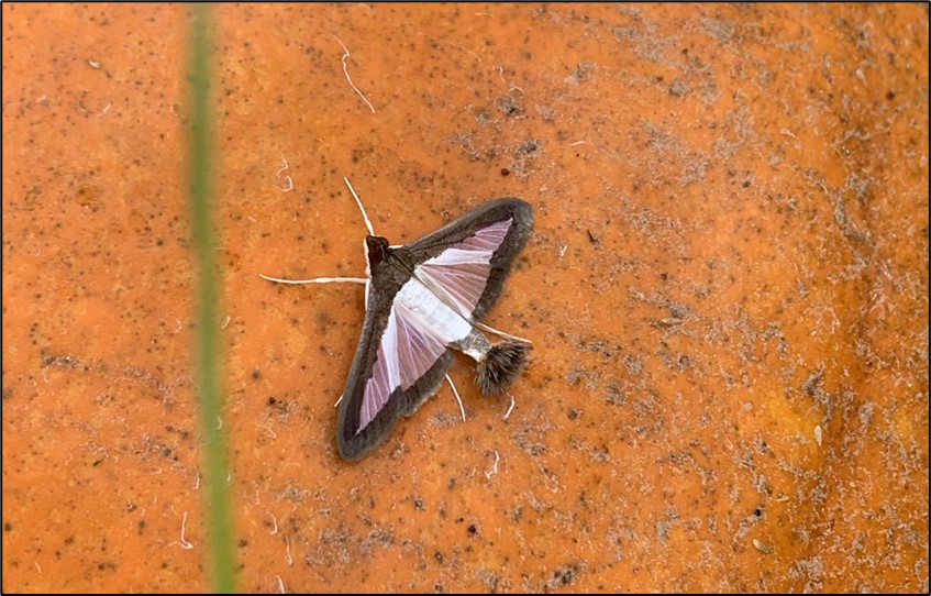 Picture 6 Melonworm moth on a mature pumpkin. These moths are easily observed on fruit or leaves during daytime hours and are easily disturbed. 