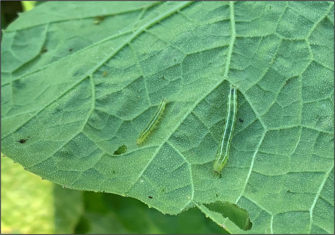 Melonworm caterpillars present on the underside of a pumpkin leaf. These larvae can be identified by their green color and the two white stripes on their back.