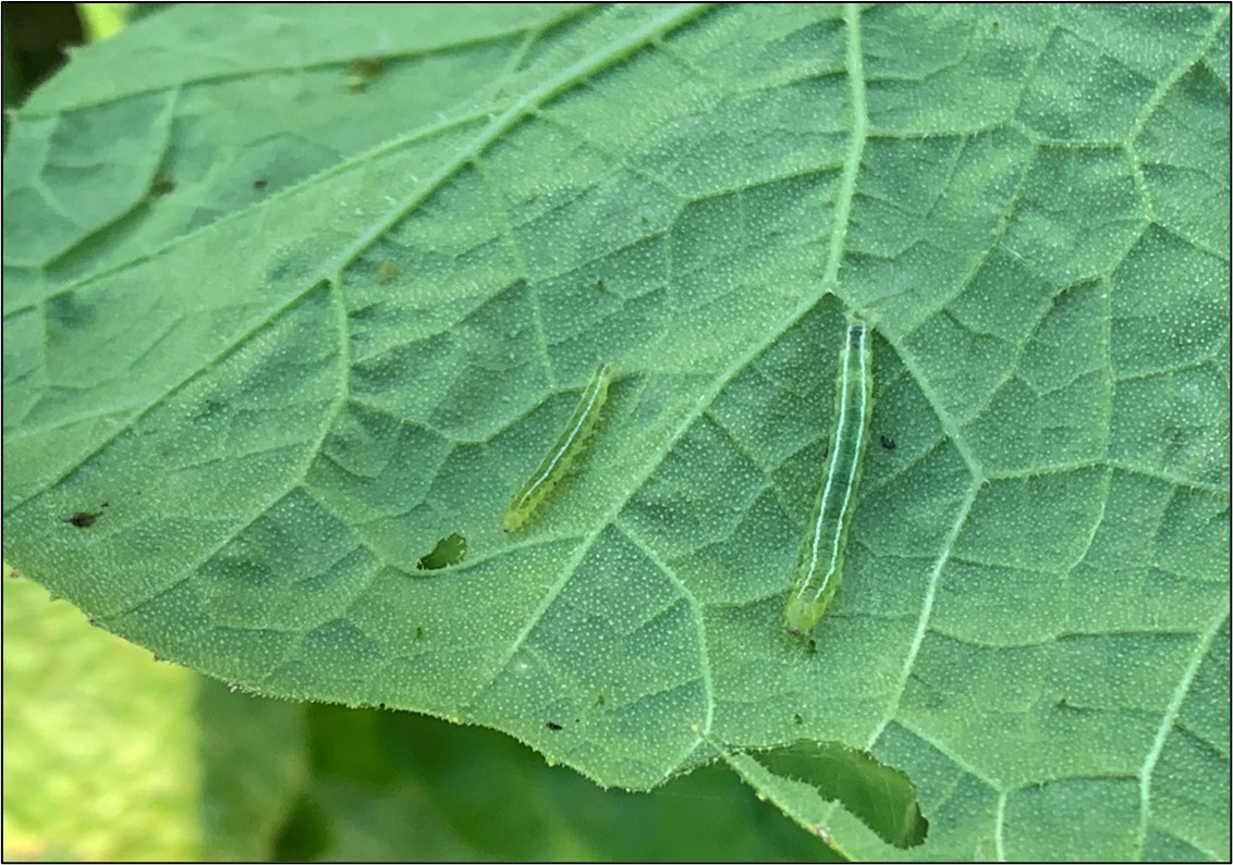 Picture 7 – Melonworm caterpillars present on the underside of a pumpkin leaf. These larvae can be identified by their green color and the two white stripes on their back.