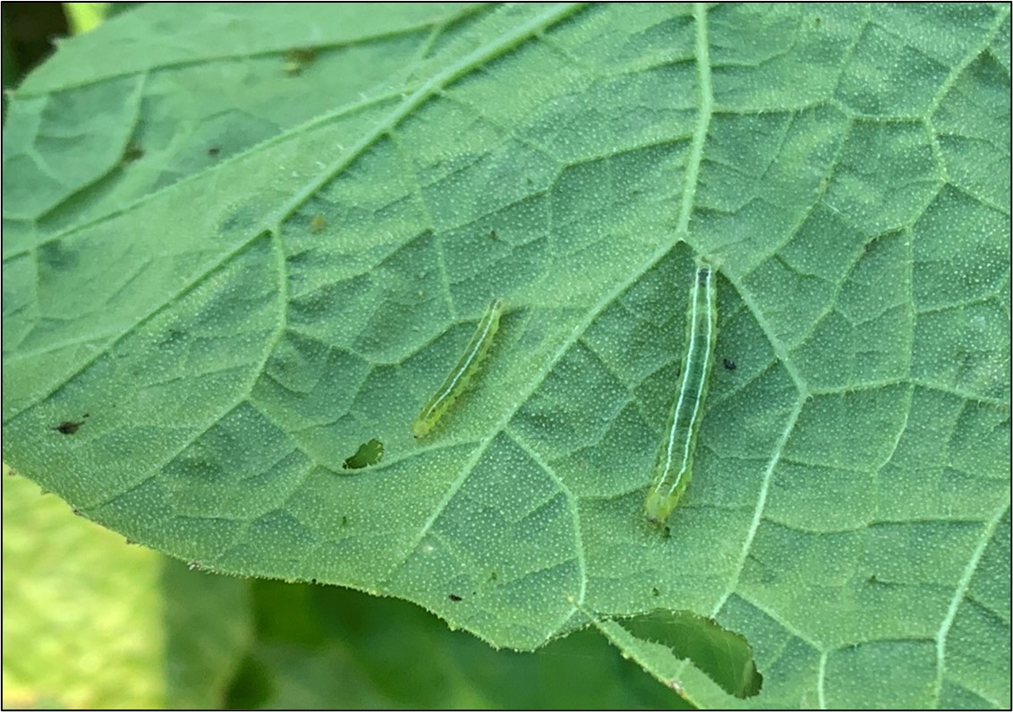 Picture 7 – Melonworm caterpillars present on the underside of a pumpkin leaf. These larvae can be identified by their green color and the two white stripes on their back.