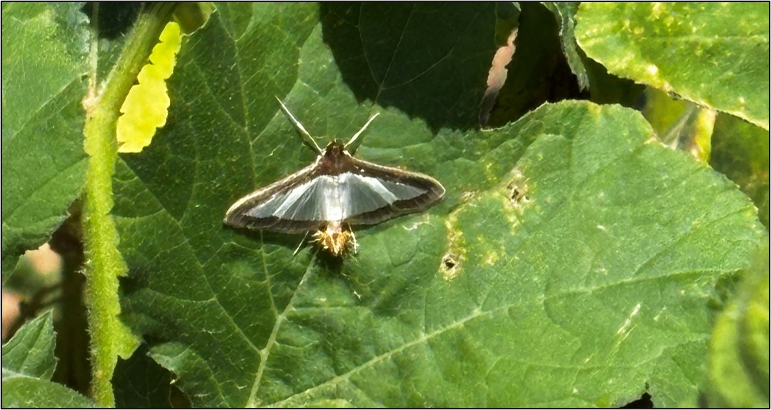 A brightly colored melonworm moth adult sits on a pumpkin leaf