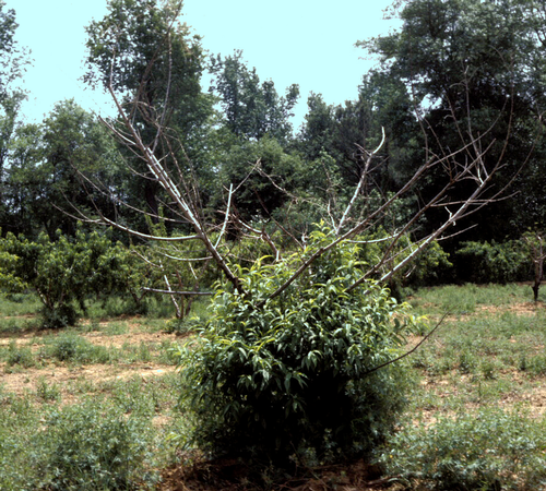 Figure 1: Example of Peach Tree Short Life. Source: Michigan State University