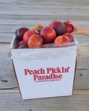 A box of picked peaches from Peach Pickin Paradise