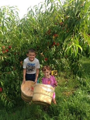 Kids enjoying picking peaches at Peach Pickin' Paradise.