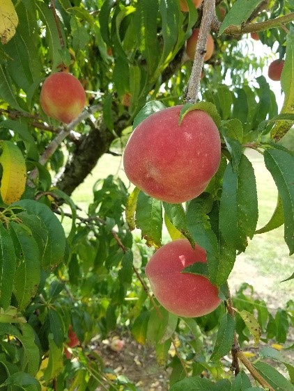Peaches ready to be picked at Peach Pickin' Paradise