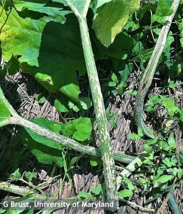 Picture 6. Plectosporium blight lesions present on pumpkin stems. Lesions have progressed and are beginning to bleach portions of this plant. Effected areas of the plant are more brittle and prone to breaking.