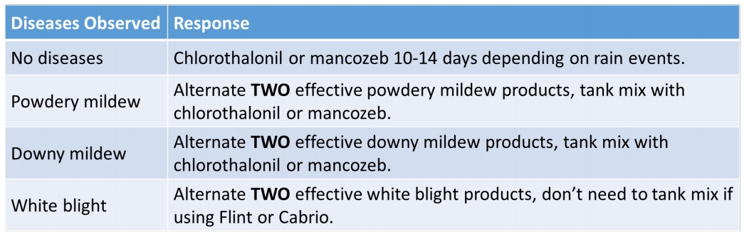 Figure 1. Decision tool for pumpkin fungicide spray schedule. Chlorothalonil or mancozeb should be utilized every 10-14 days even if no disease is found to be present. Add additional fungicides if powdery mildew, downy mildew, or white blight is observed.