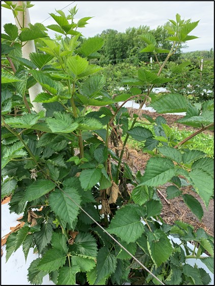 Picture 2. Primocanes with a “shepherd’s hook” appearance after raspberry crown borers have fed on the crown at the base of these canes. These primocanes will die back but the majority of the damage will be to the crown itself.