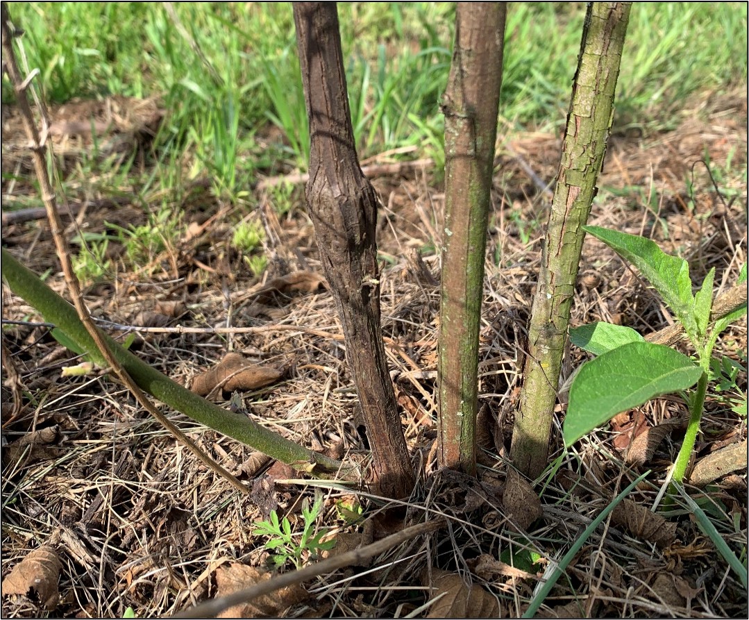 Picture 3 – Cane infested with red-necked cane borer. Canes will have galls within 18 inches from the base of crowns, as seen on one cane in this picture, and will not be productive and should be removed.