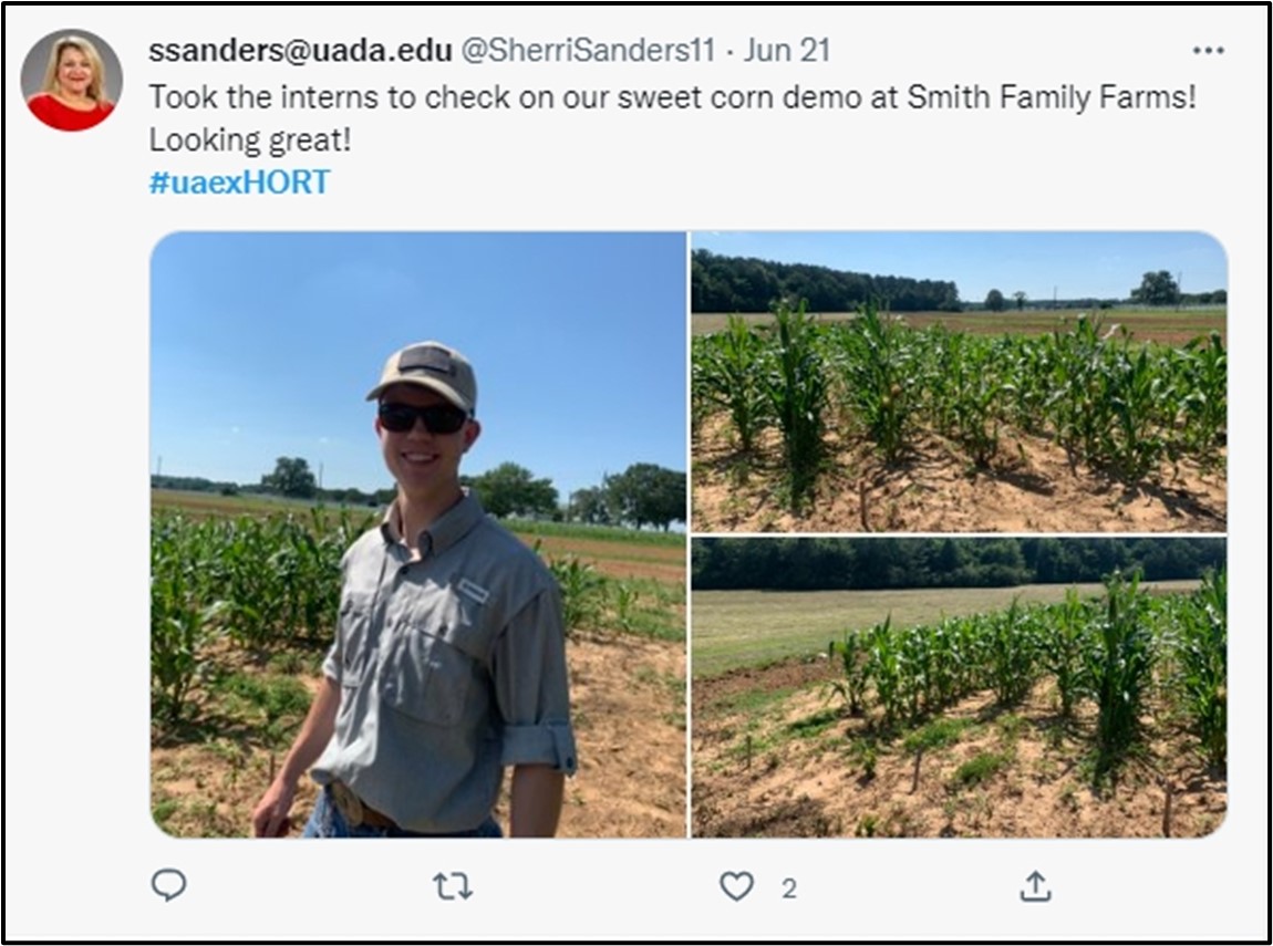 Social media posts made by two county agents that illustrated progress and results at their sweet corn demonstrations.