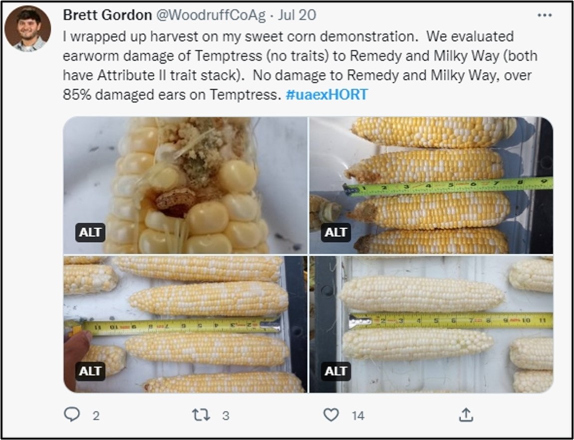 Social media posts made by two county agents that illustrated progress and results at their sweet corn demonstrations.