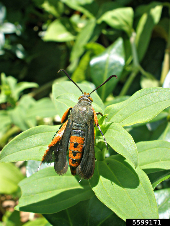 Squash vine borer adult moth. Photo by Ansel Oommen, Bugwood.org