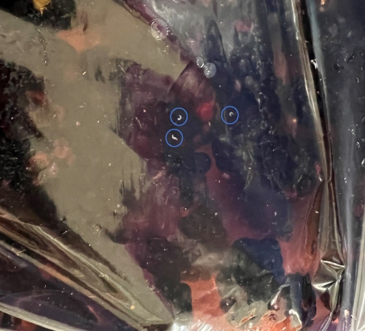 Picture 1. Spotted-wing drosophila larvae pictured in a salt-water rinse of harvested blackberry fruit.