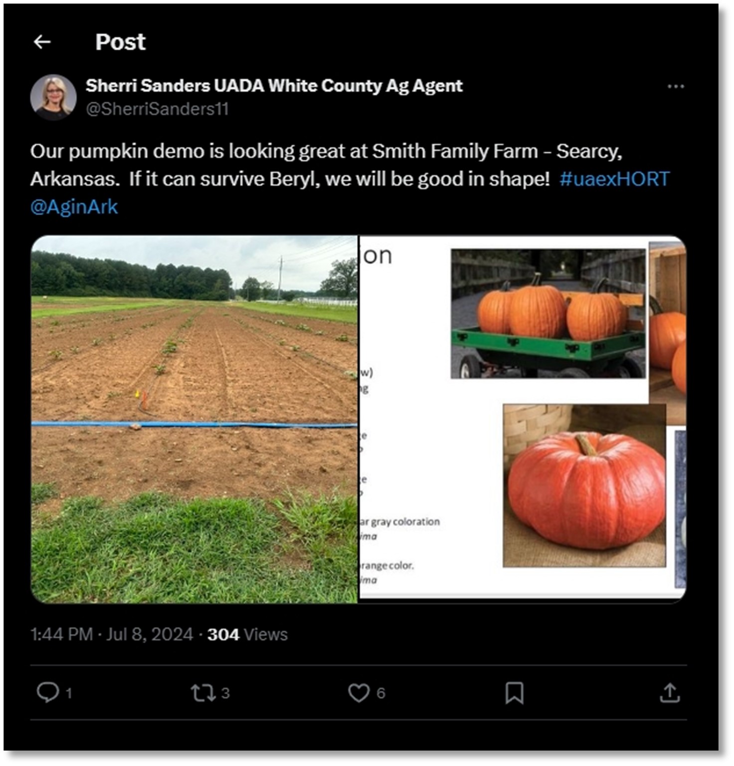 Figure 3. Pumpkin demo in White County with Sherri Sanders showing row and plant spacing. This grower got a new irrigation system set up this year in preparation for the demo. You can see the post on X, formerly Twitter, was made on July 8th, 2024, and reached 304 views.