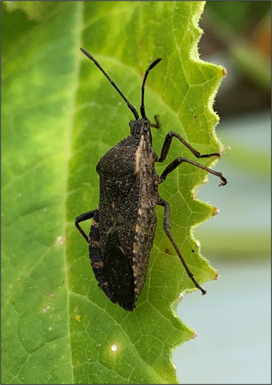 Squash bug adult pictured on a summer squash leaf.