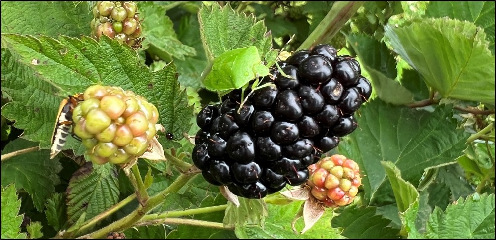 Adult green stink bug (Chinavia hilaris) feeding on a ripe blackberry